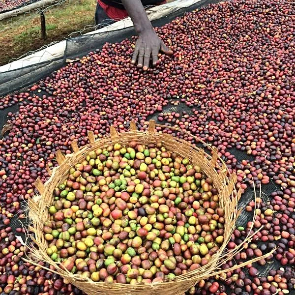 Alemayehu Yirdaw Natural Lot #11, Yirgacheffe