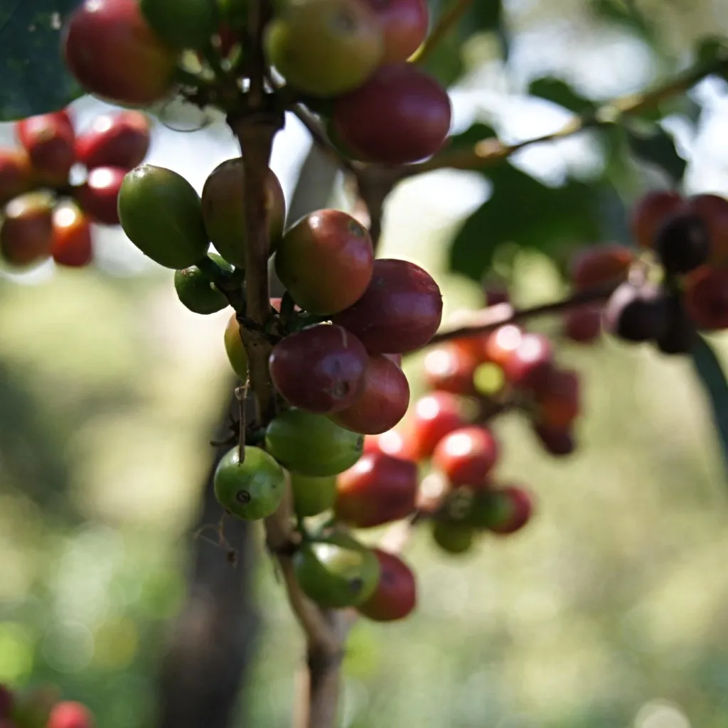 Alemayehu Yirdaw Natural Lot #11, Yirgacheffe