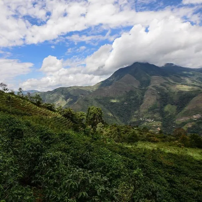 Finca La Lima, Estrella Divina project - La Coipa