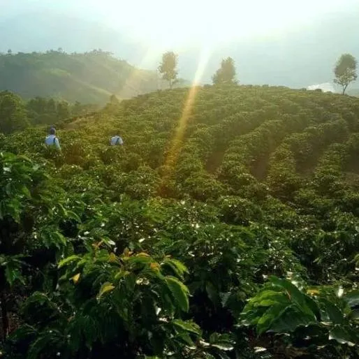 Finca La Lima, Estrella Divina project - La Coipa