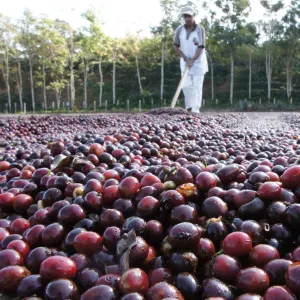 Finca Loma Linda natural - Santa Ana