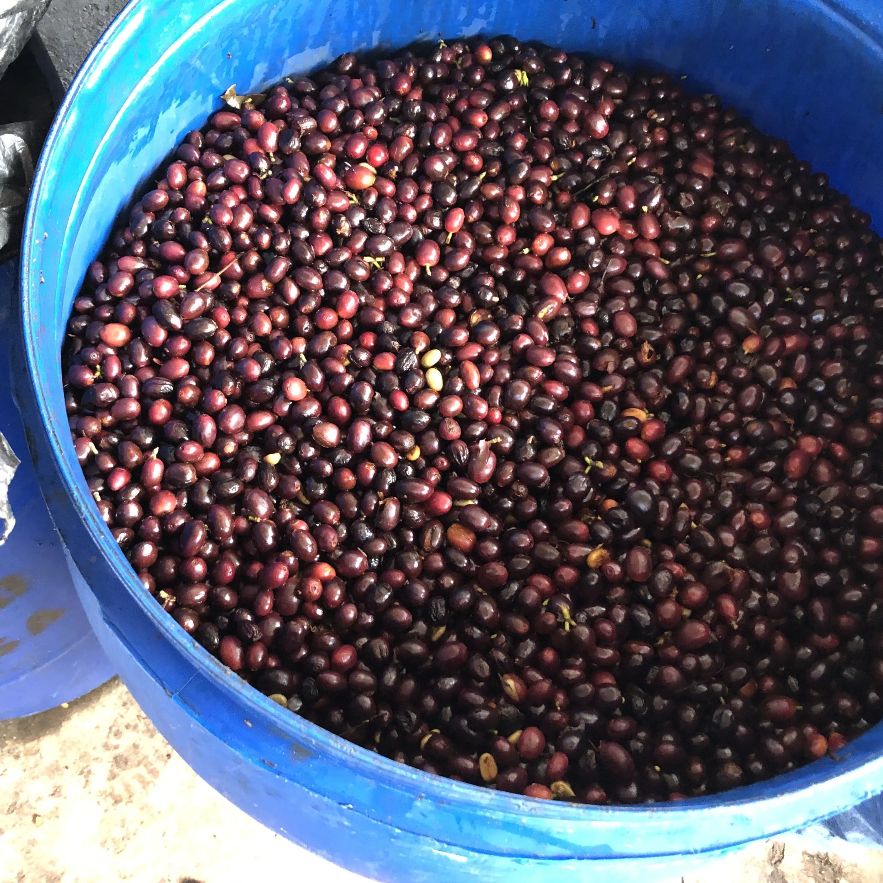 Finca San Carlos Dos, # 7 - Macerated Natural 90hr – Morazán